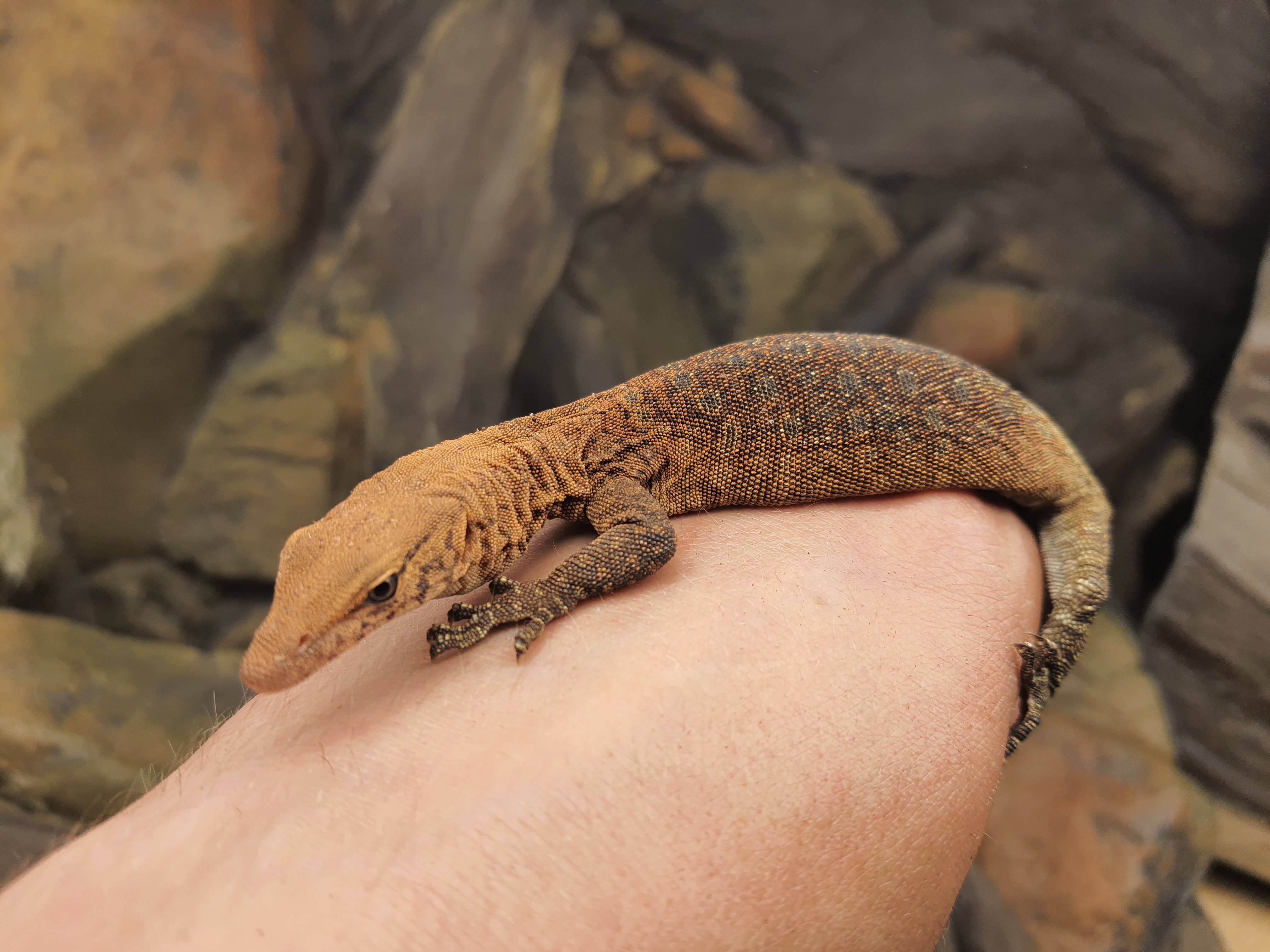 Varanus pilbarensis, femelle nÃ©e en 2022, "Naturel", Nom/rÃ©fÃ©rence : PILBARA