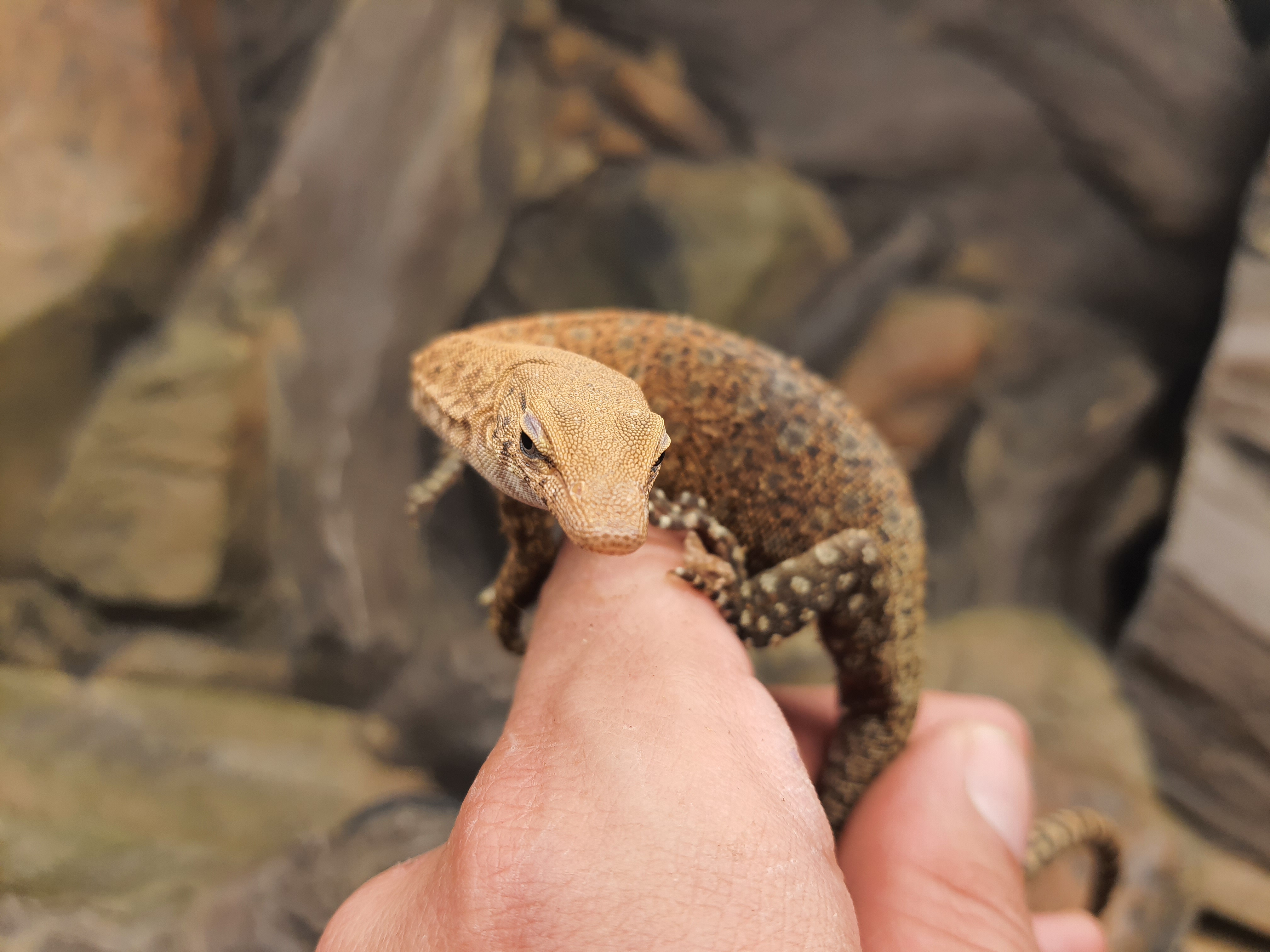Varanus pilbarensis, femelle nÃ©e en 2022, "Naturel", Nom/rÃ©fÃ©rence : PILBERA