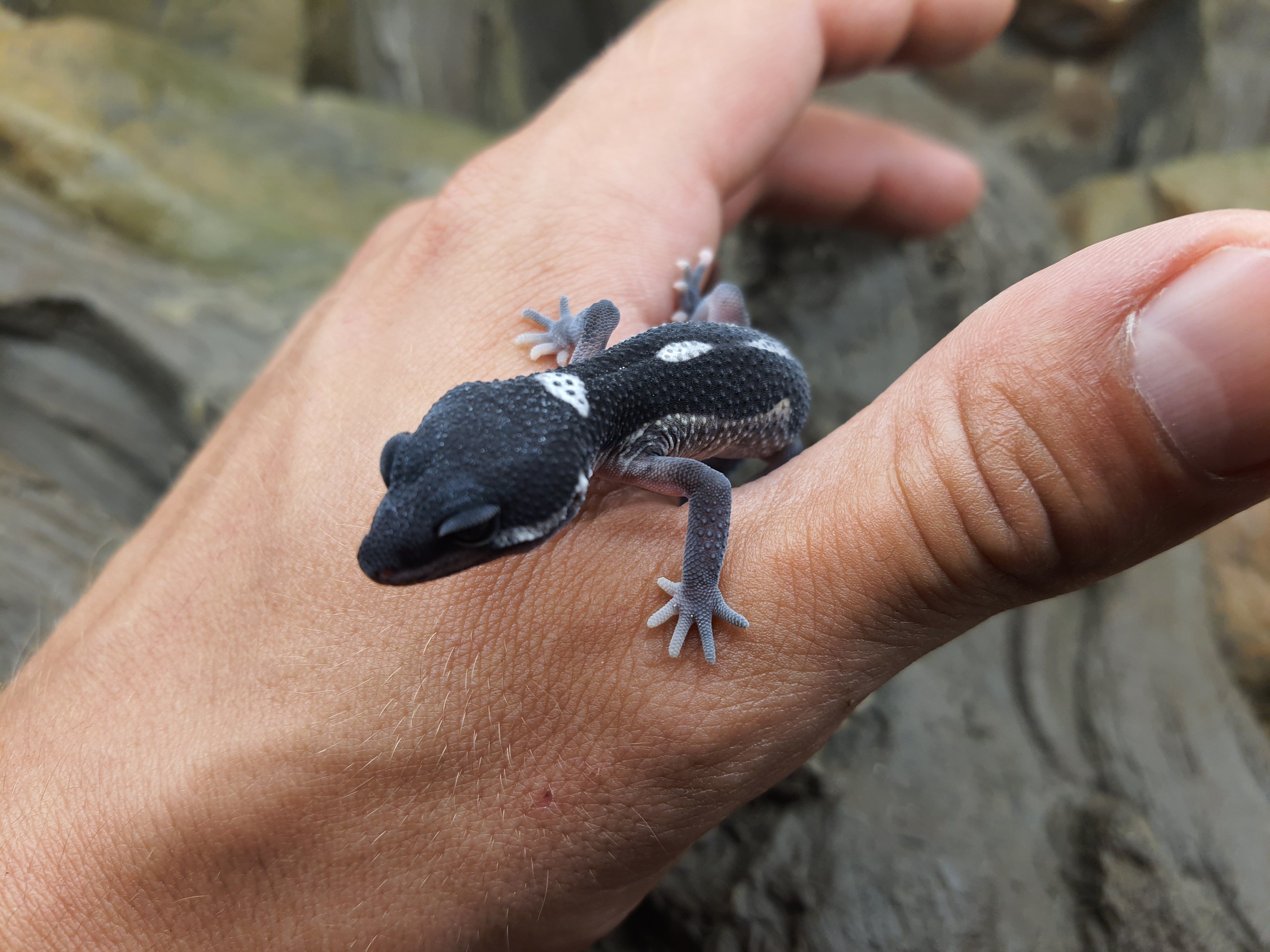 Eublepharis macularius, TSD femelle nÃ©e en 2025, "Mack snow black night (full black) bold stripe 66% het.eclipse", Nom/rÃ©fÃ©rence : TINA