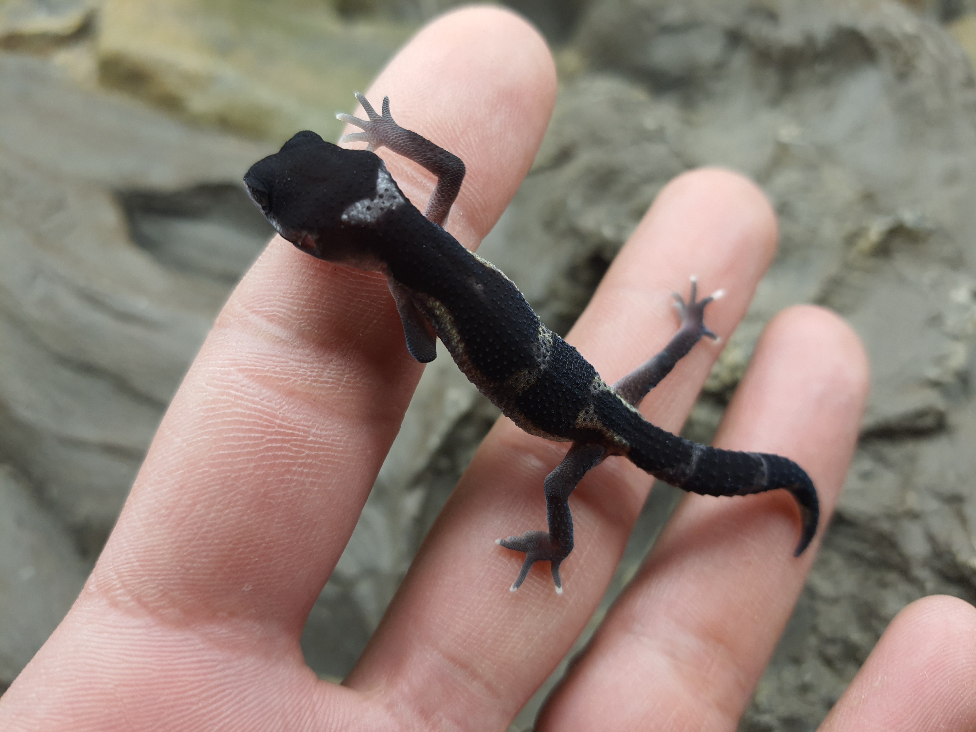 Eublepharis macularius, TSD femelle née en 2025, "Mack snow black night jungle (full black)", Nom/référence : VALINA