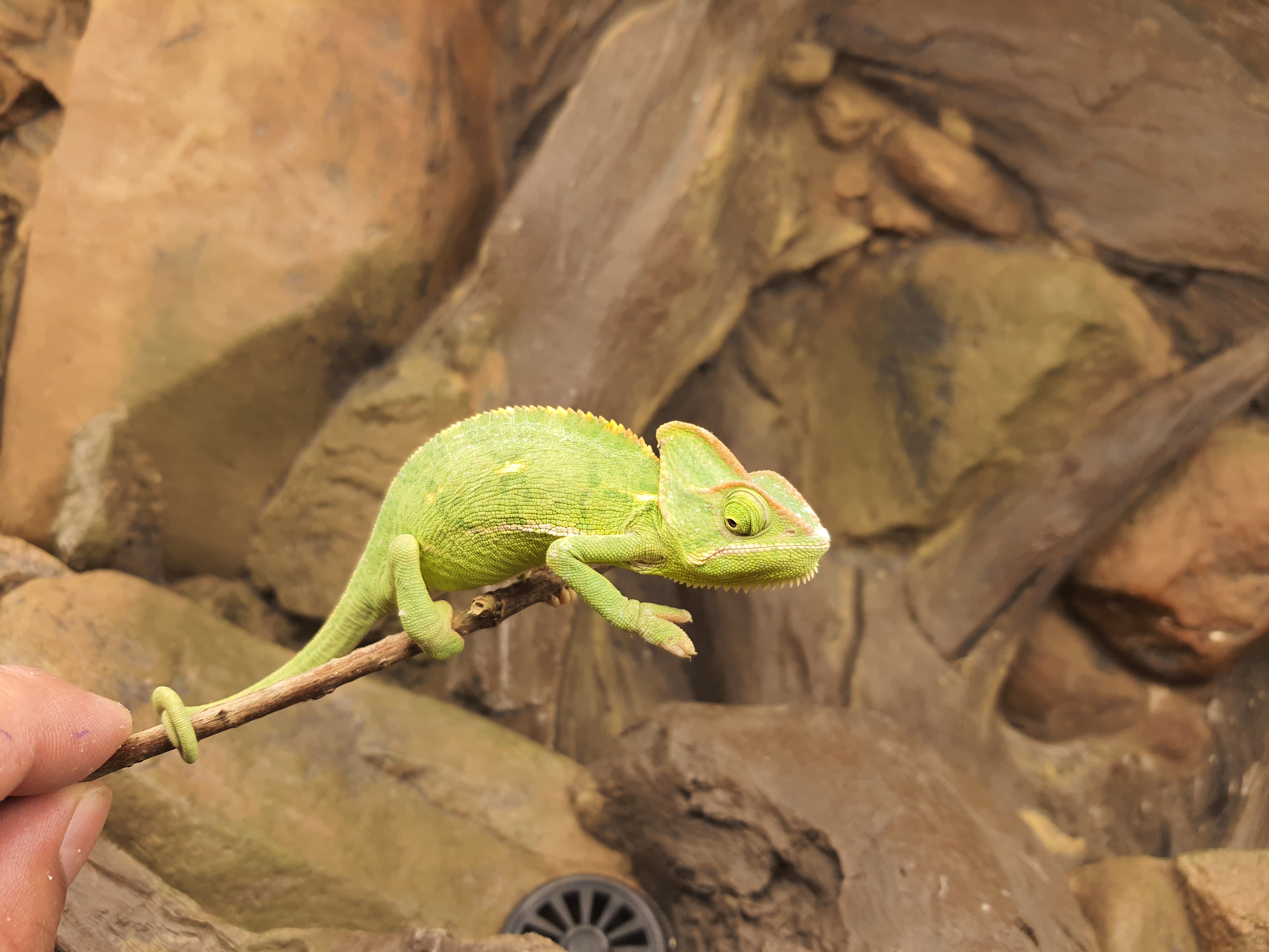 Chamaeleo calyptratus, femelle née en 2025, "Naturel", Nom/référence : YOTA