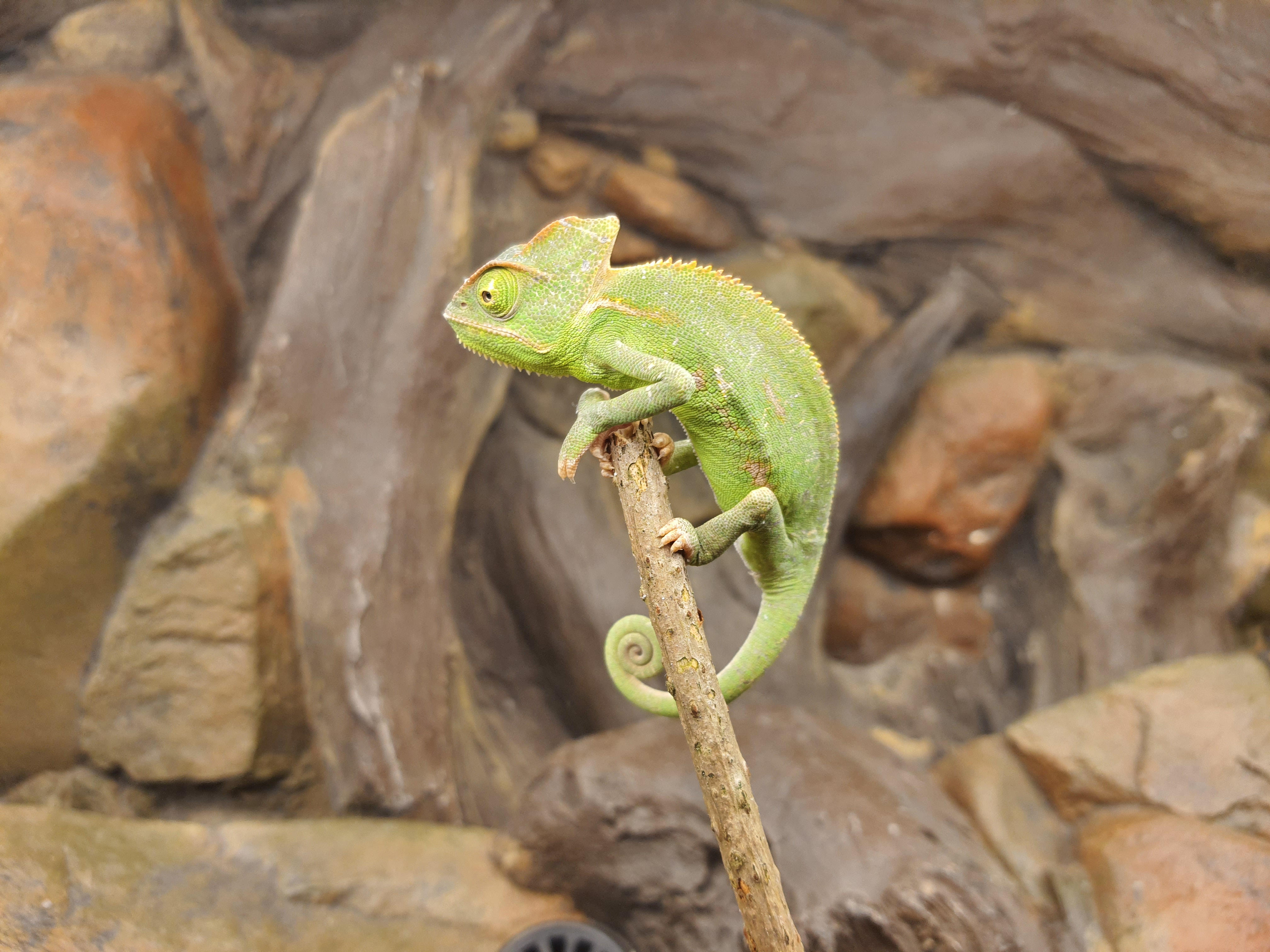 Chamaeleo calyptratus, femelle nÃ©e en 2025, "Naturel", Nom/rÃ©fÃ©rence : BIELA