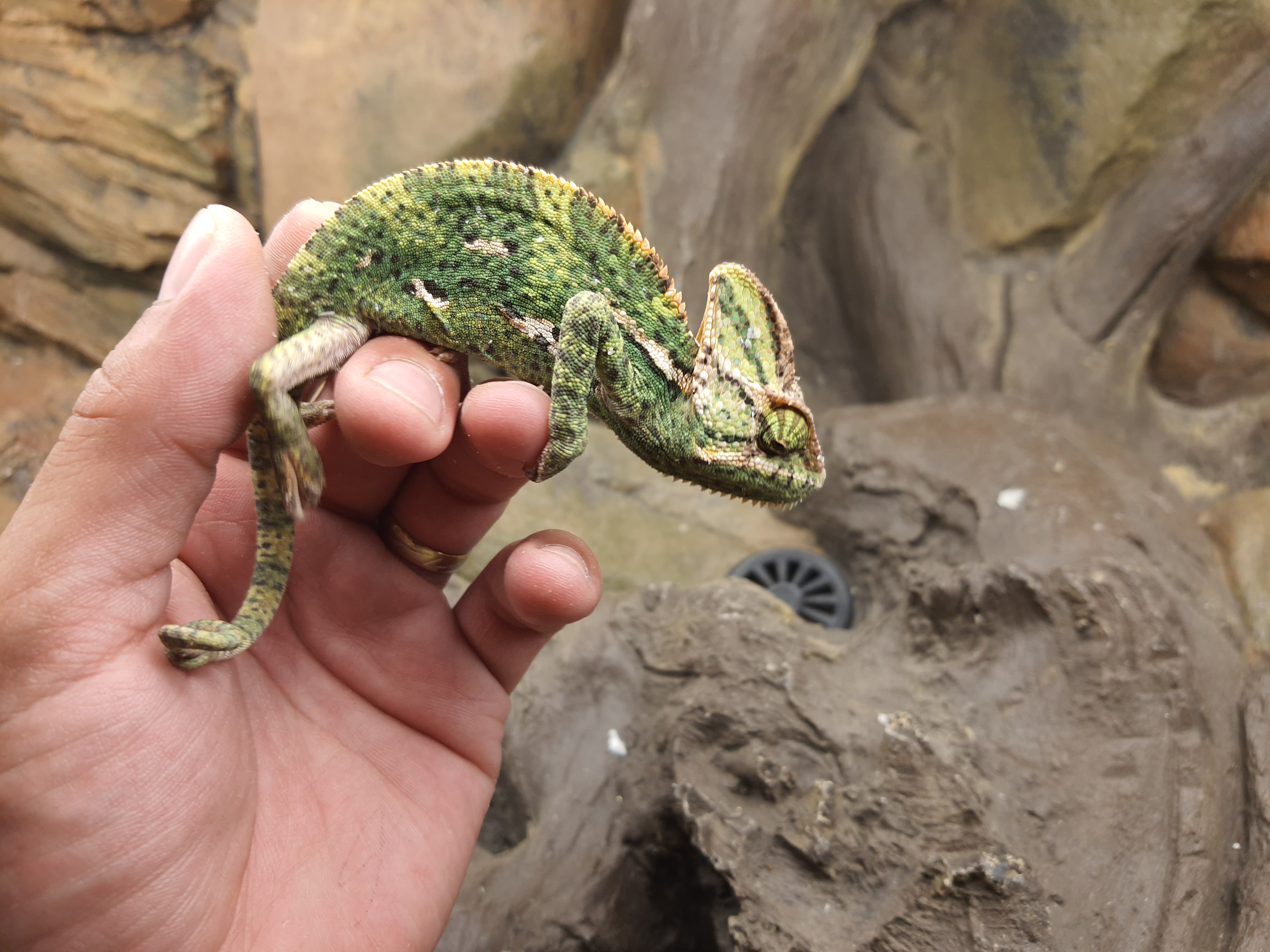 Chamaeleo calyptratus, mâle né en 2025, "Naturel", Nom/référence : ORIGANO