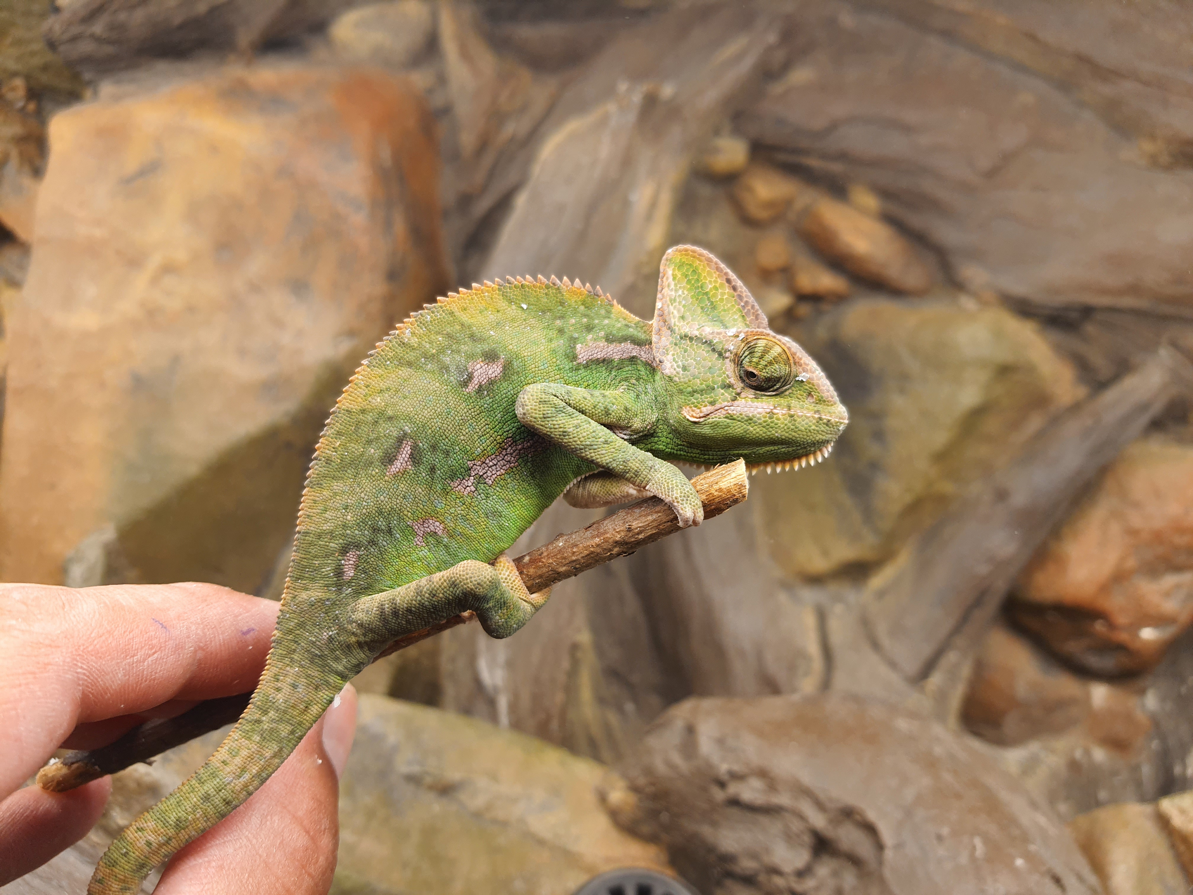 Chamaeleo calyptratus, mâle né en 2025, "Naturel", Nom/référence : MERLO