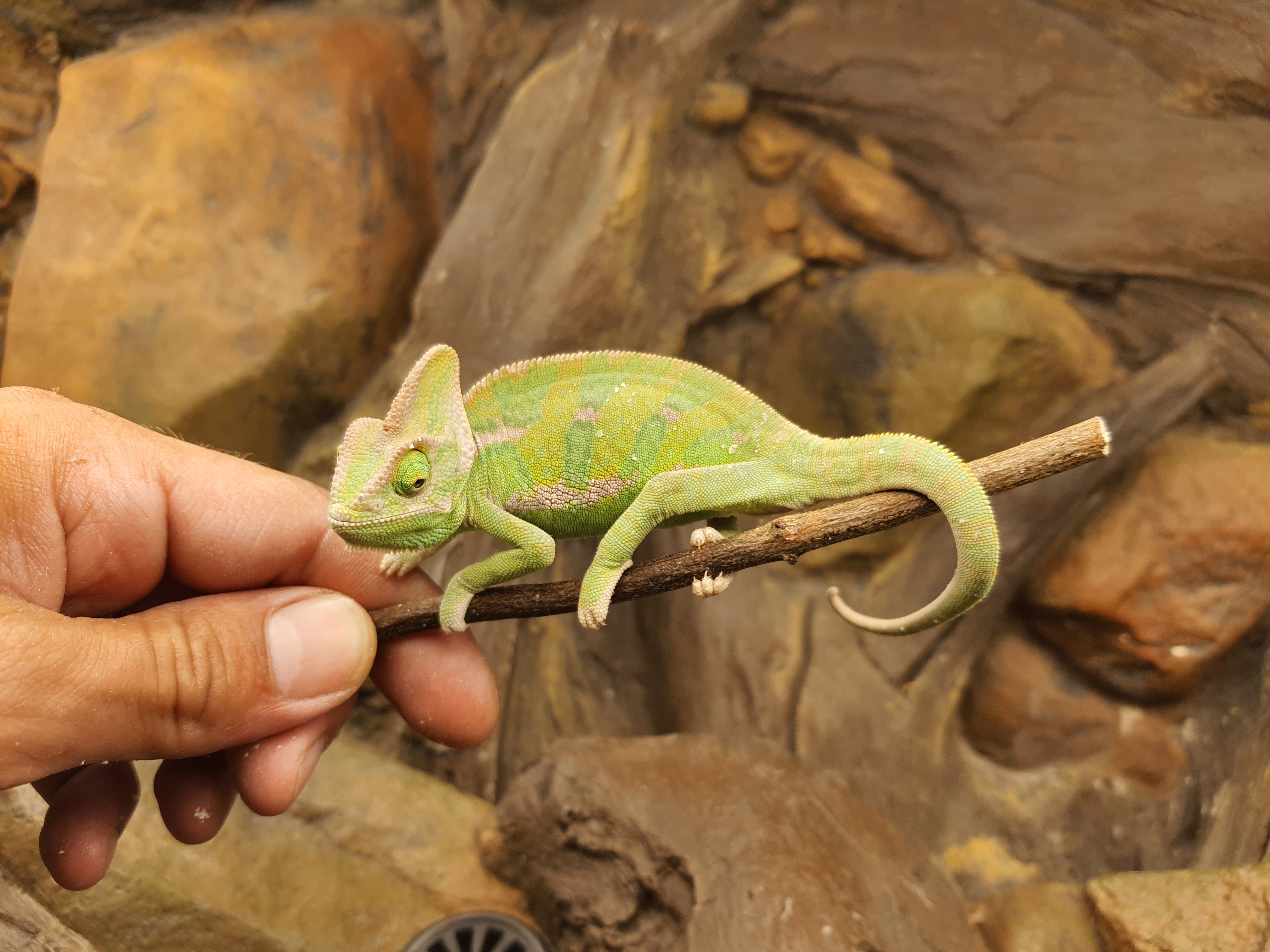 Chamaeleo calyptratus, mâle né en 2025, "Naturel", Nom/référence : DRASTO