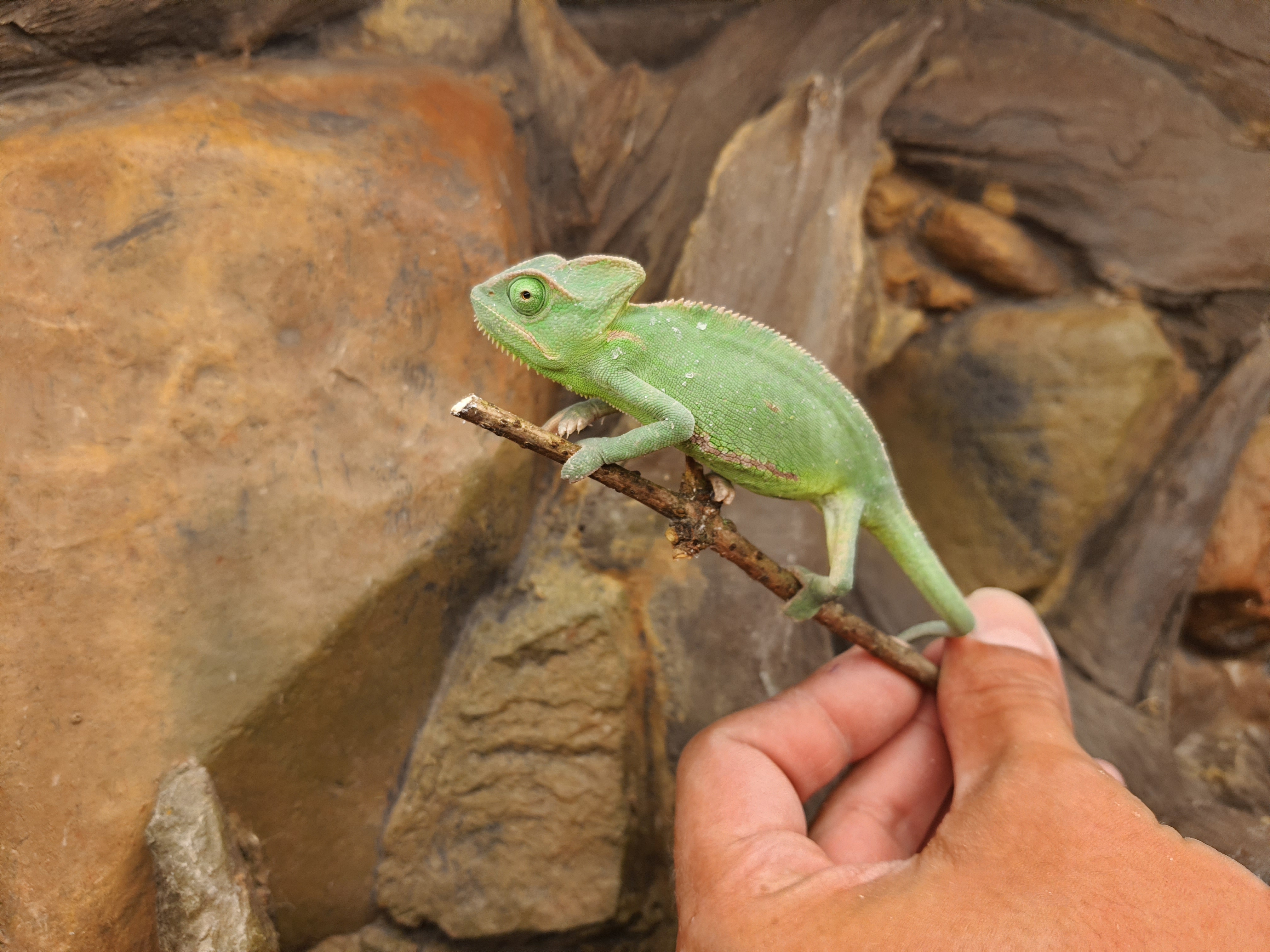 Chamaeleo calyptratus, femelle née en 2025, "Naturel", Nom/référence : CALEA