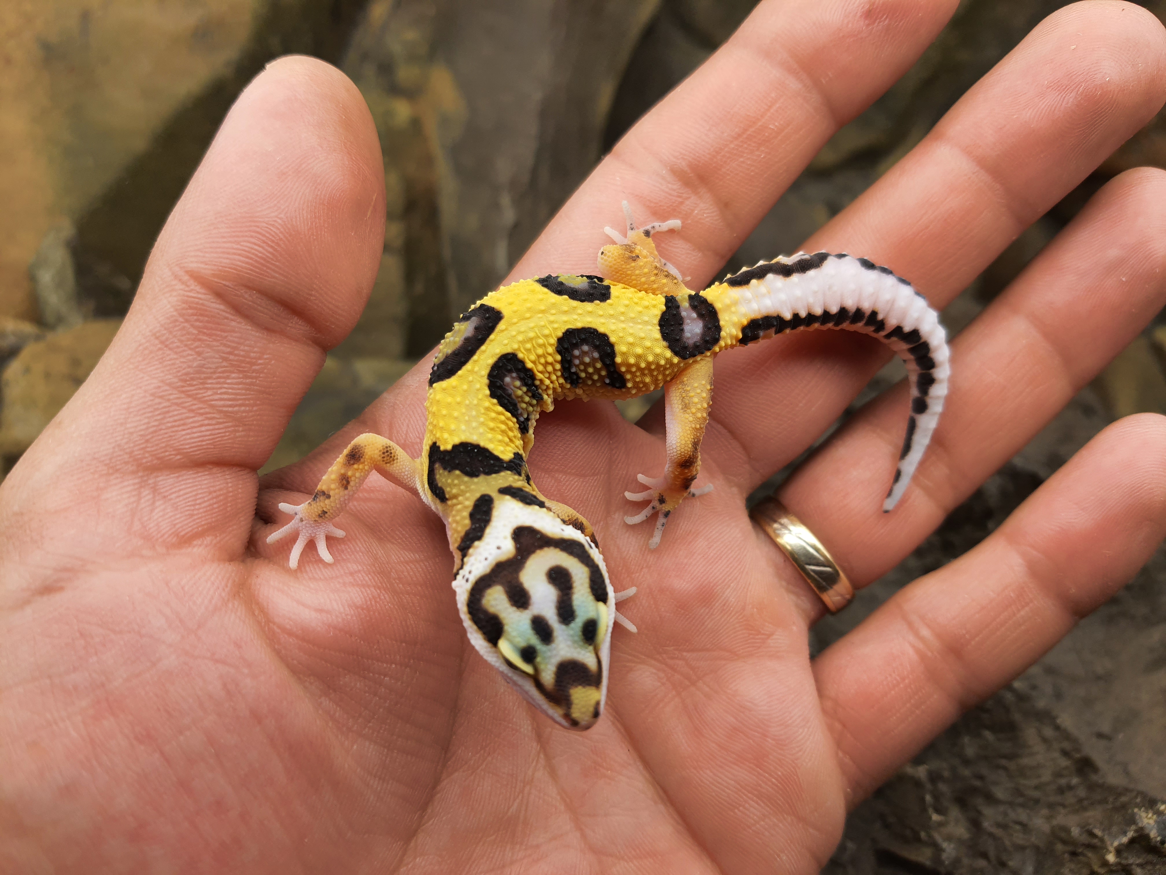 Eublepharis macularius, TSD mÃ¢le nÃ© en 2025, "Bandit bold stripe No het.", Nom/rÃ©fÃ©rence : BANARIO