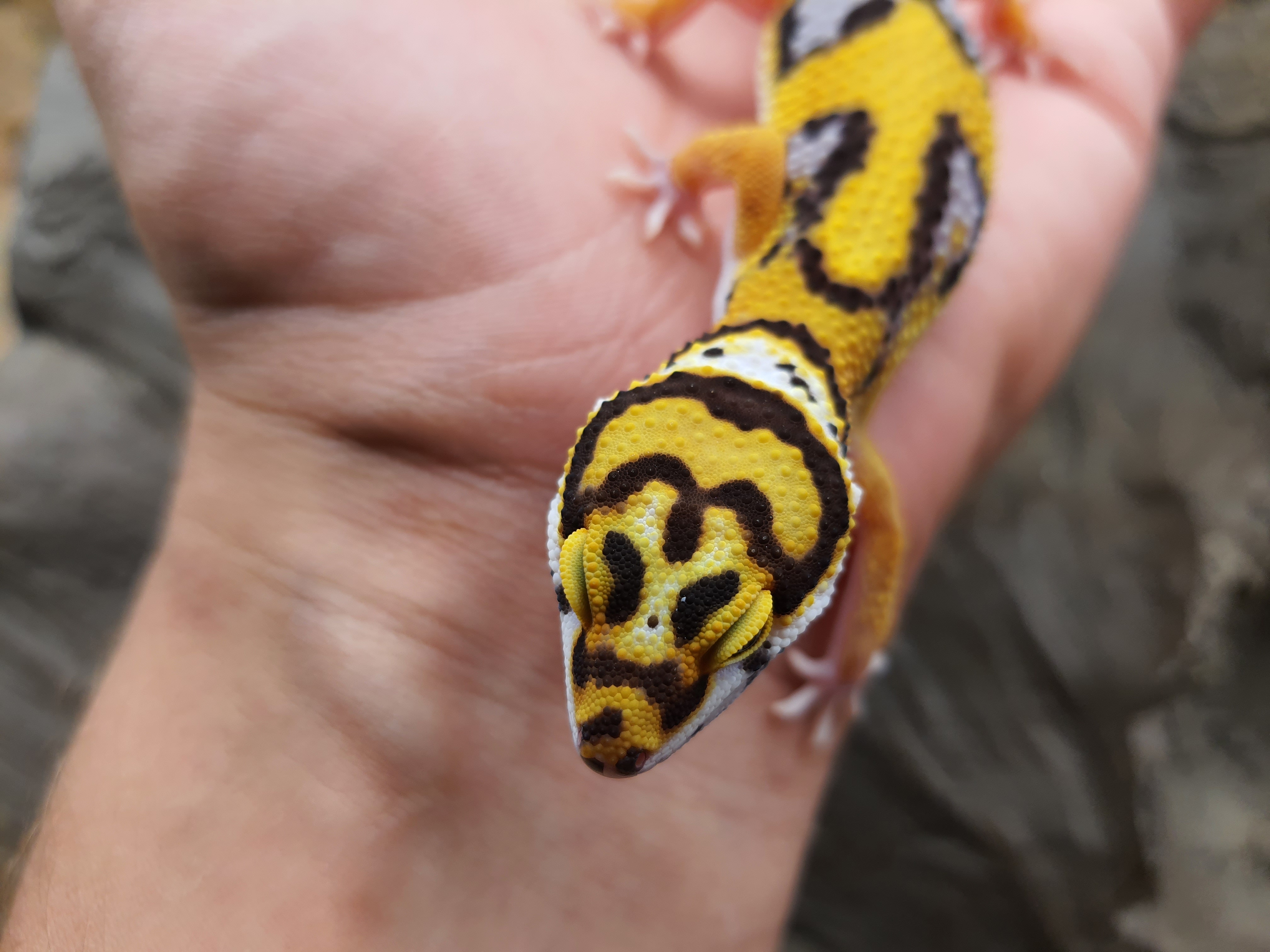 Eublepharis macularius, TSD mâle né en 2025, "Bandit bold stripe No het.", Nom/référence : BAJIO