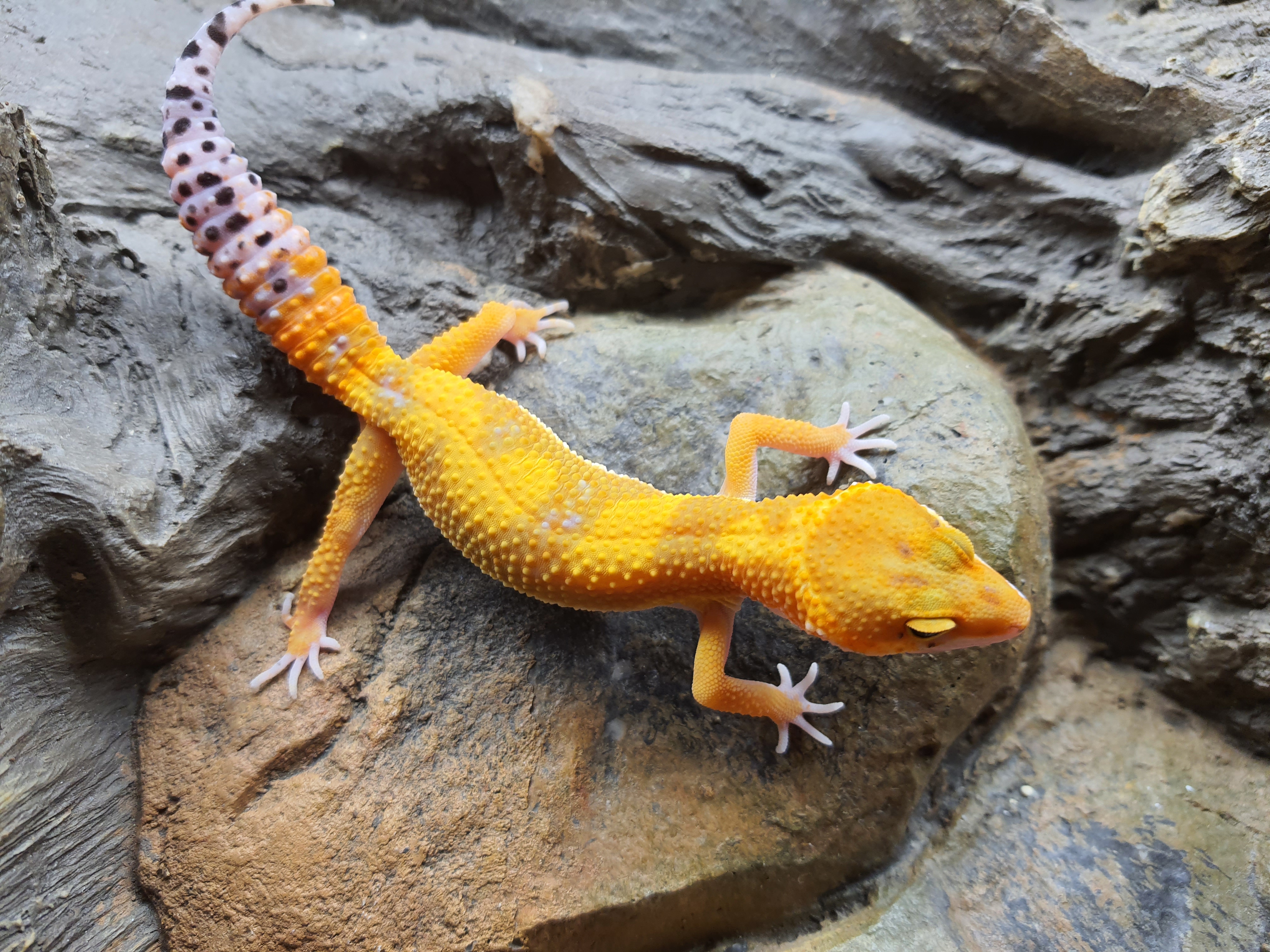 Eublepharis macularius, TSD femelle née en 2025, "Electric tangerine jungle", Nom/référence : ASTROTA