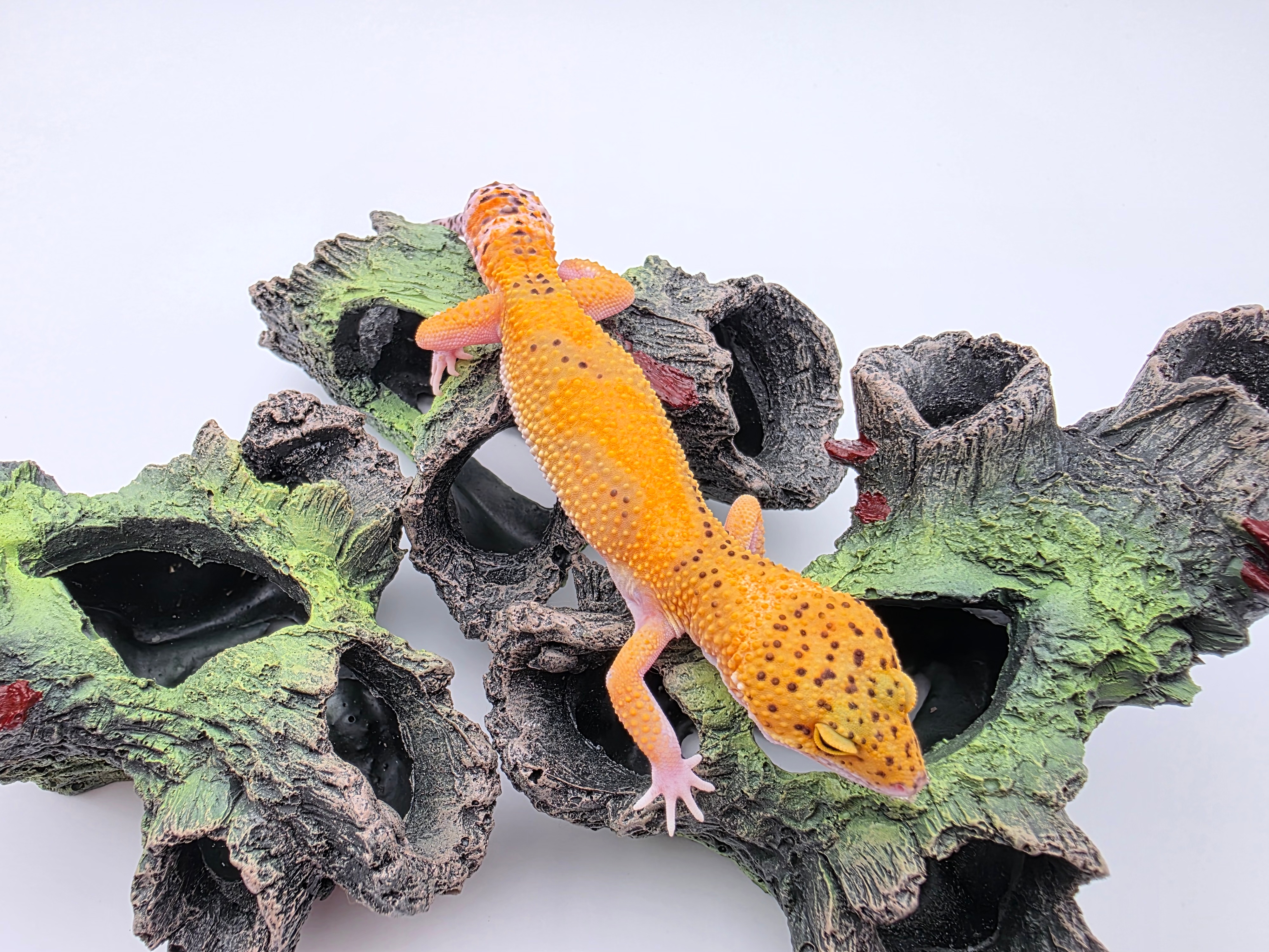 Eublepharis macularius, TSD femelle née en 2025, "Electric tangerine eclipse jungle", Nom/référence : BISCARIA (photos prise en août 2025)