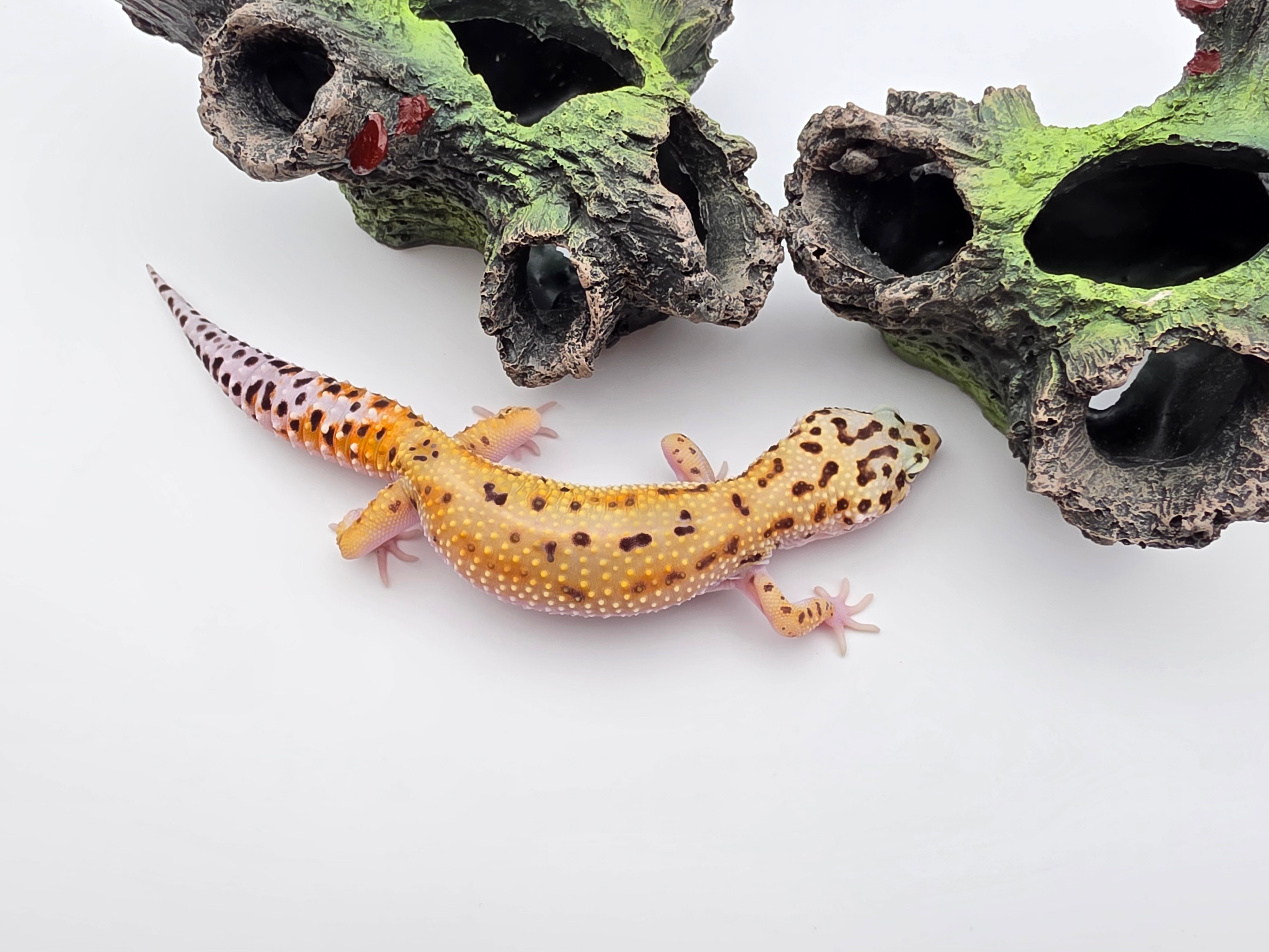 Eublepharis macularius, TSD femelle nÃ©e en 2025, "Bandit tangerine jungle", Nom/rÃ©fÃ©rence : DIVIANA (photos prise en aoÃ»t 2025)