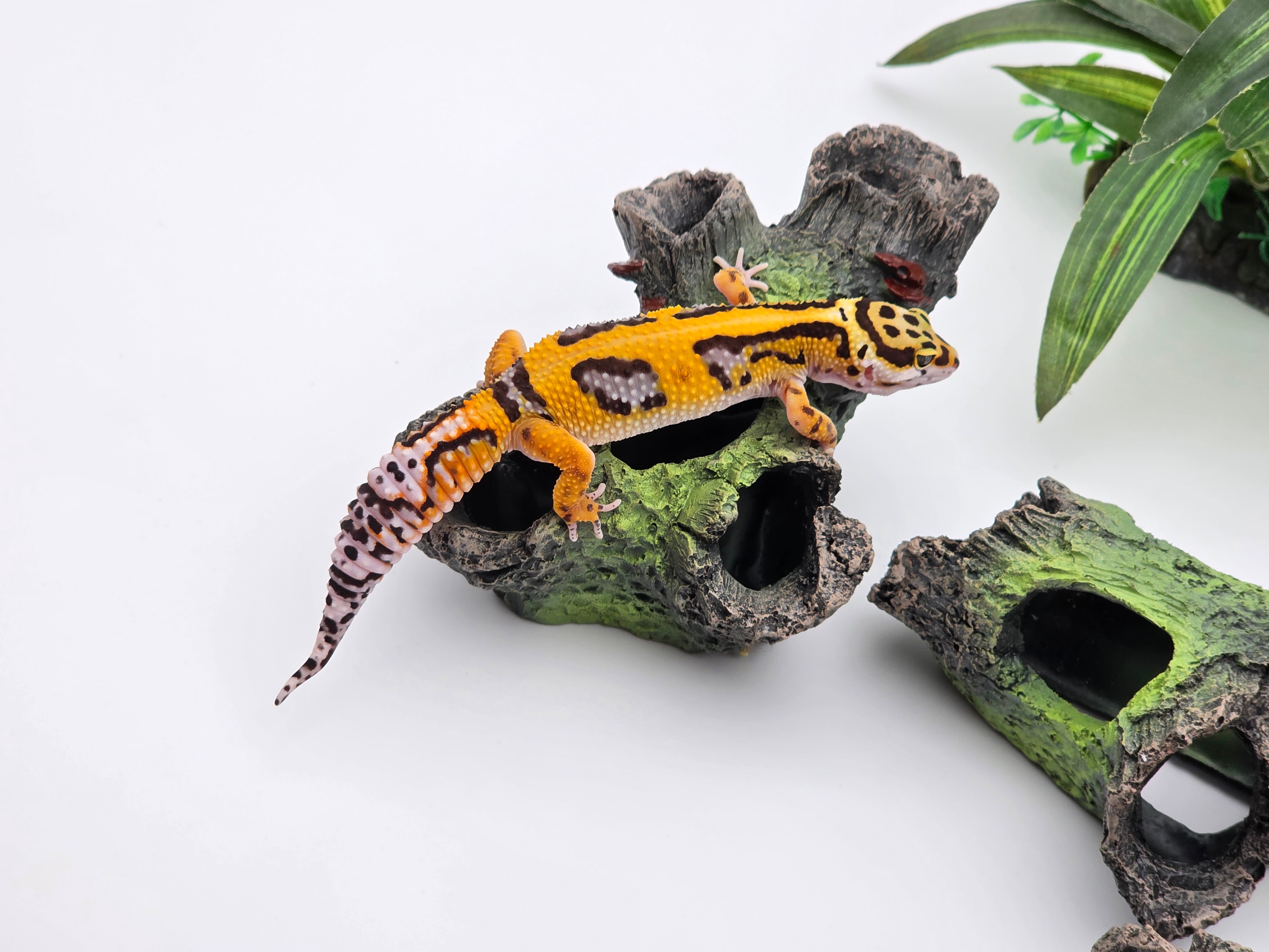 Eublepharis macularius, TSD femelle nÃ©e en 2025, "Bandit bold stripe No het.", Nom/rÃ©fÃ©rence : STARDA