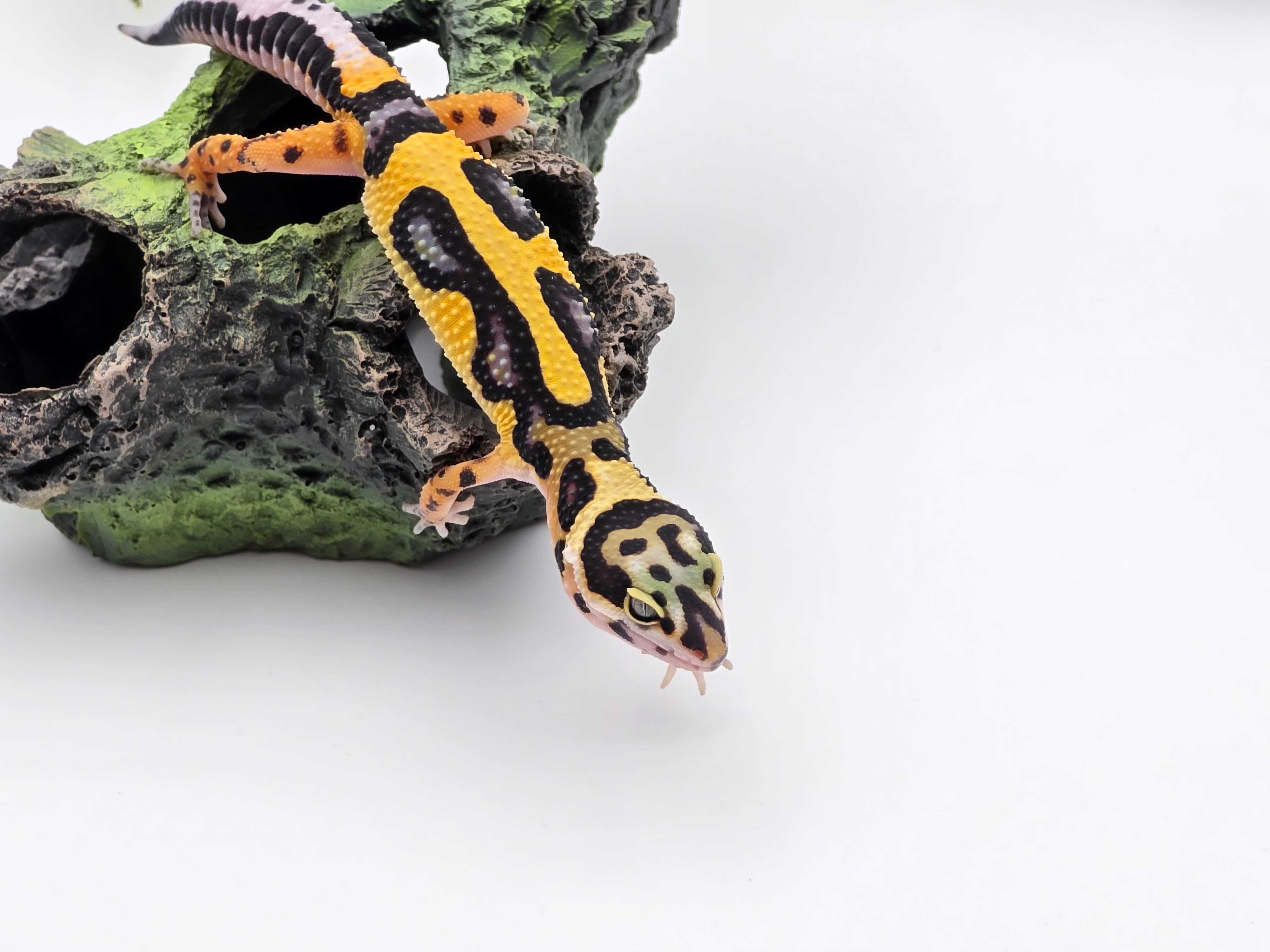 Eublepharis macularius, TSD femelle née en 2025, "Bandit bold stripe No het.", Nom/référence : BALIANA