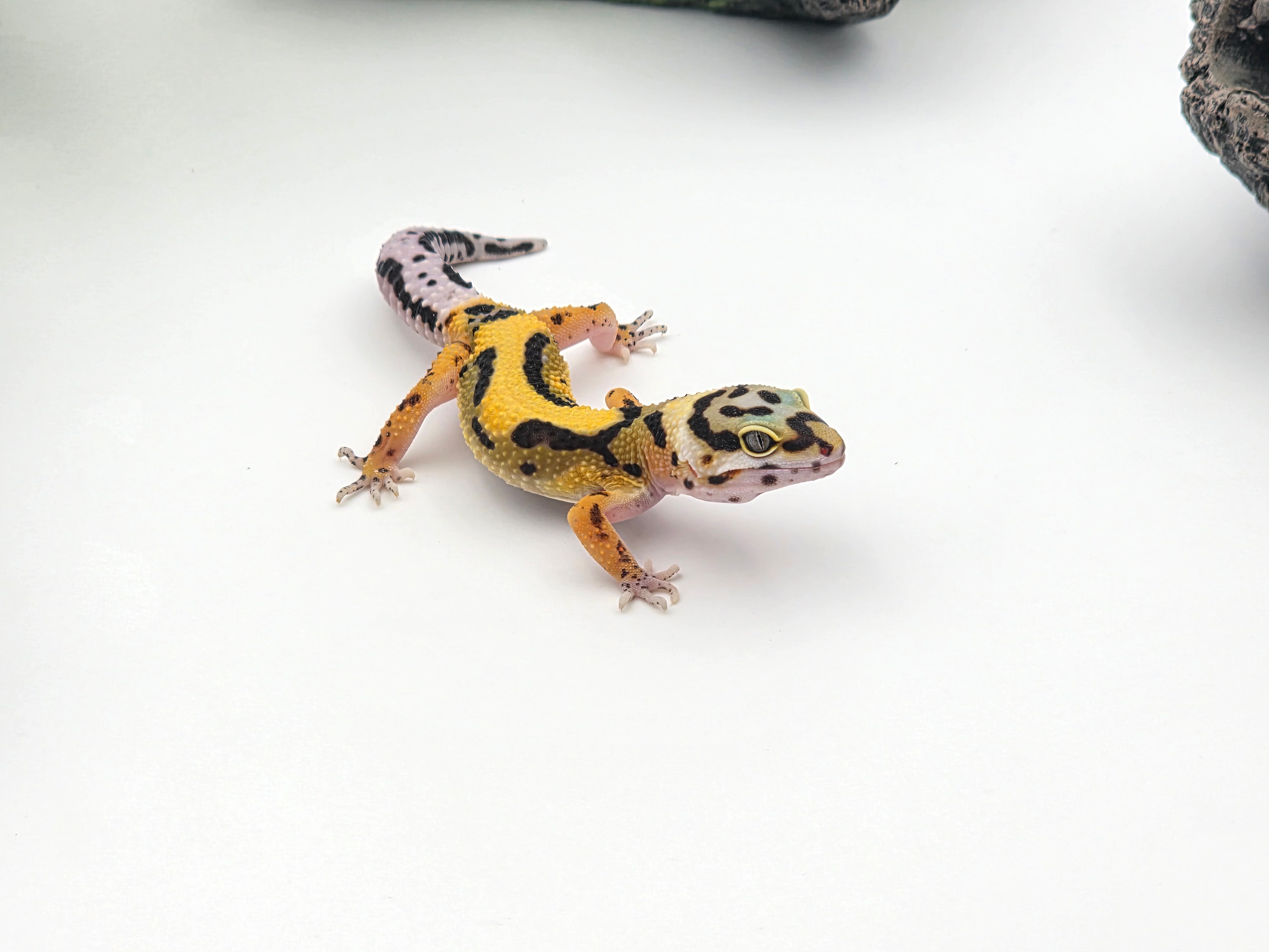 Eublepharis macularius, TSD femelle nÃ©e en 2025, "Bandit bold stripe No het.", Nom/rÃ©fÃ©rence : FALINA