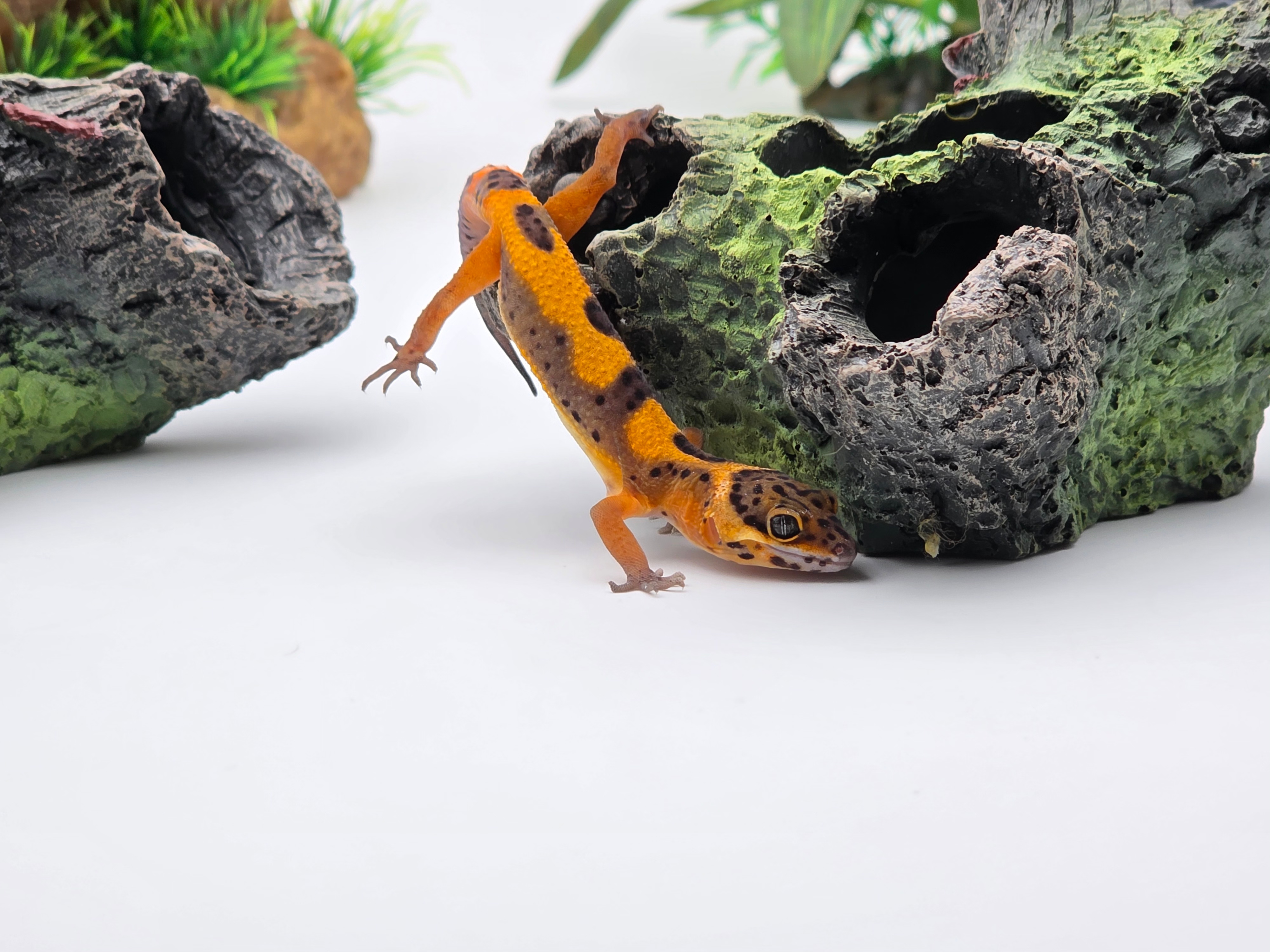 Eublepharis macularius, TSD femelle née en 2025, "Mandarin electric bold stripe (possible bandit) 50% het.eclipse", Nom/référence : FORCIA