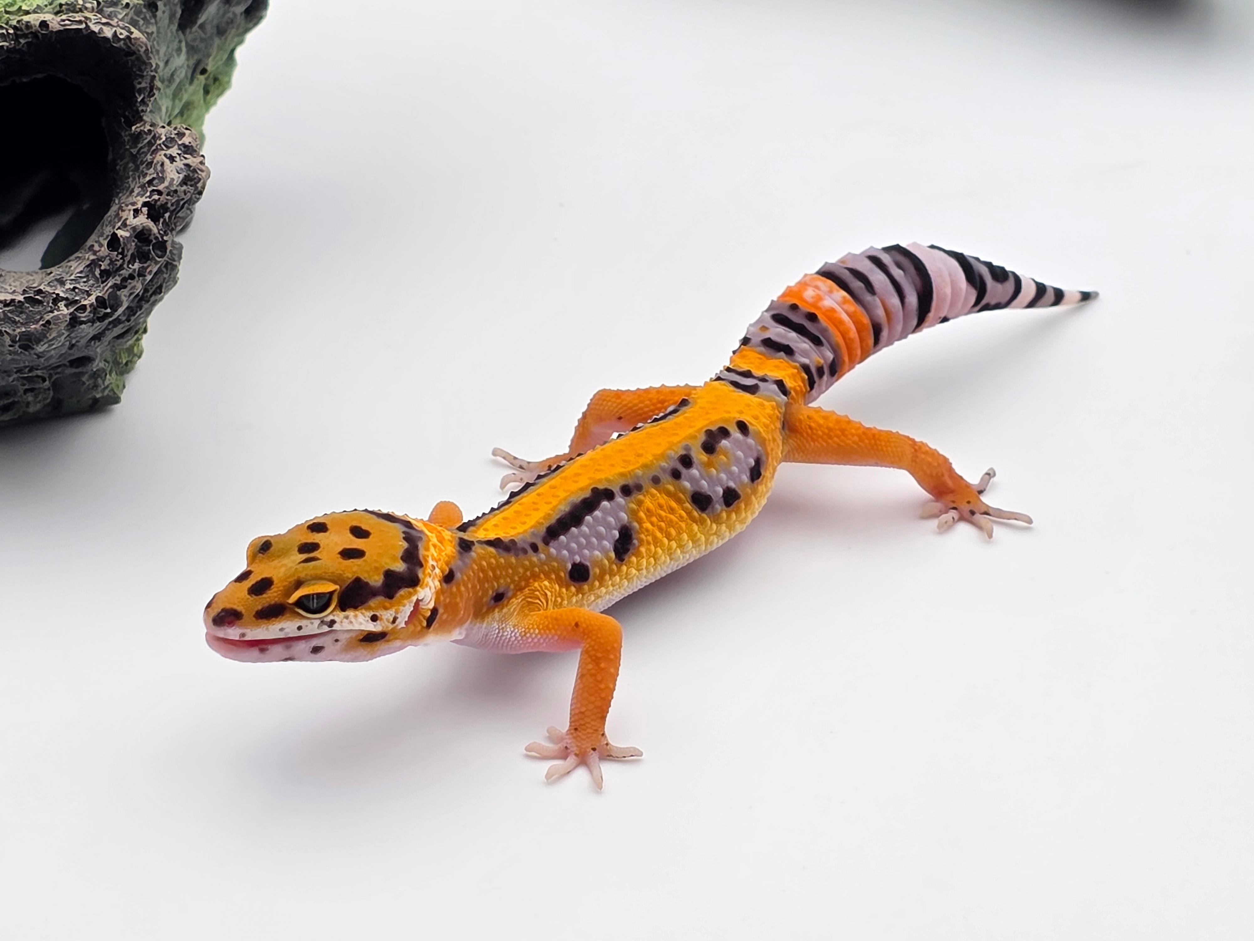 Eublepharis macularius, femelle nÃ©e en 2025, "Bandit tangerine bold stripe", Nom/rÃ©fÃ©rence : JUNOLA