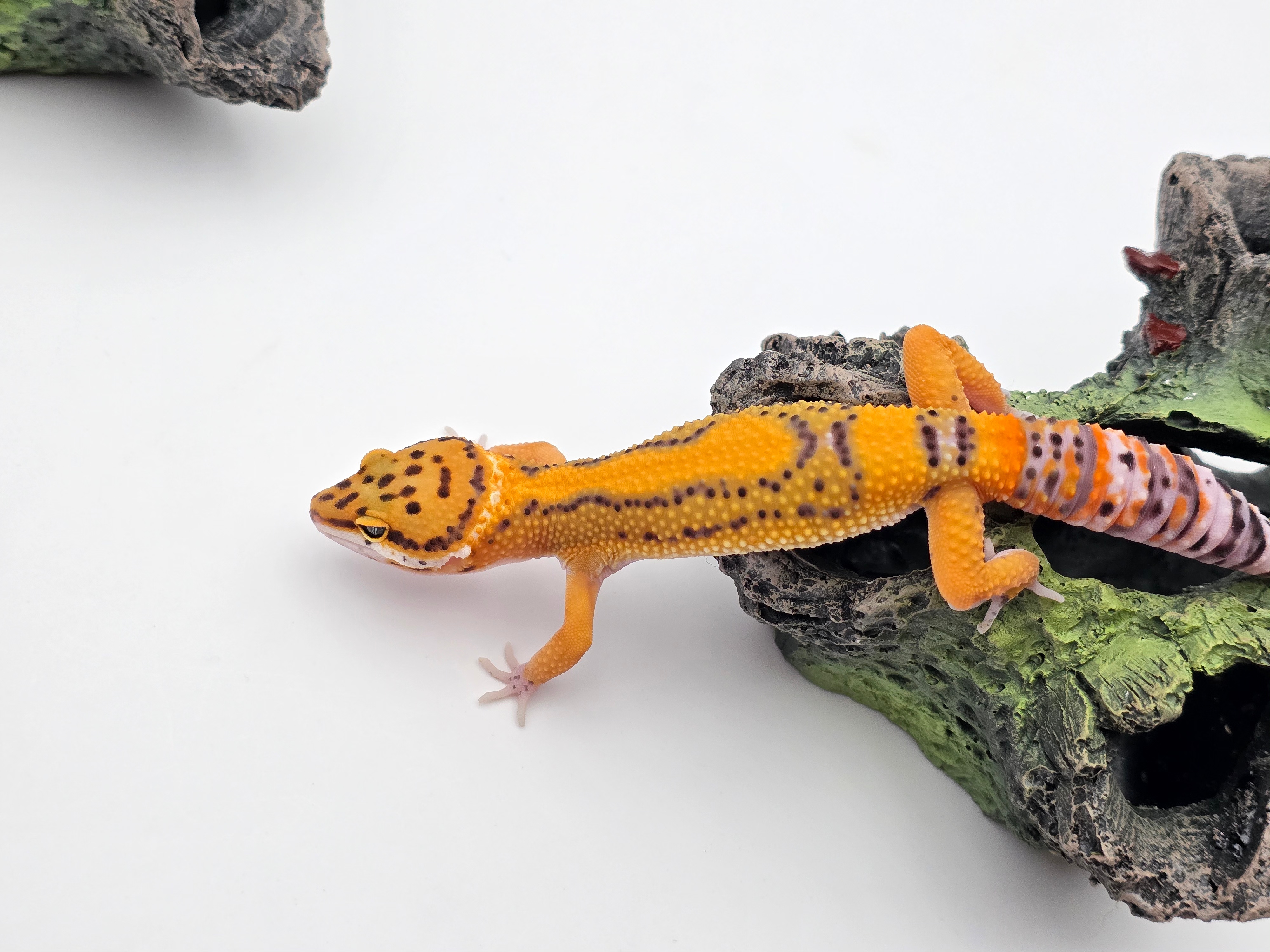 Eublepharis macularius, TSD femelle nÃ©e en 2025, "Mandarin electric bold stripe (possible bandit) 50% het.eclipse", Nom/rÃ©fÃ©rence : VANATA