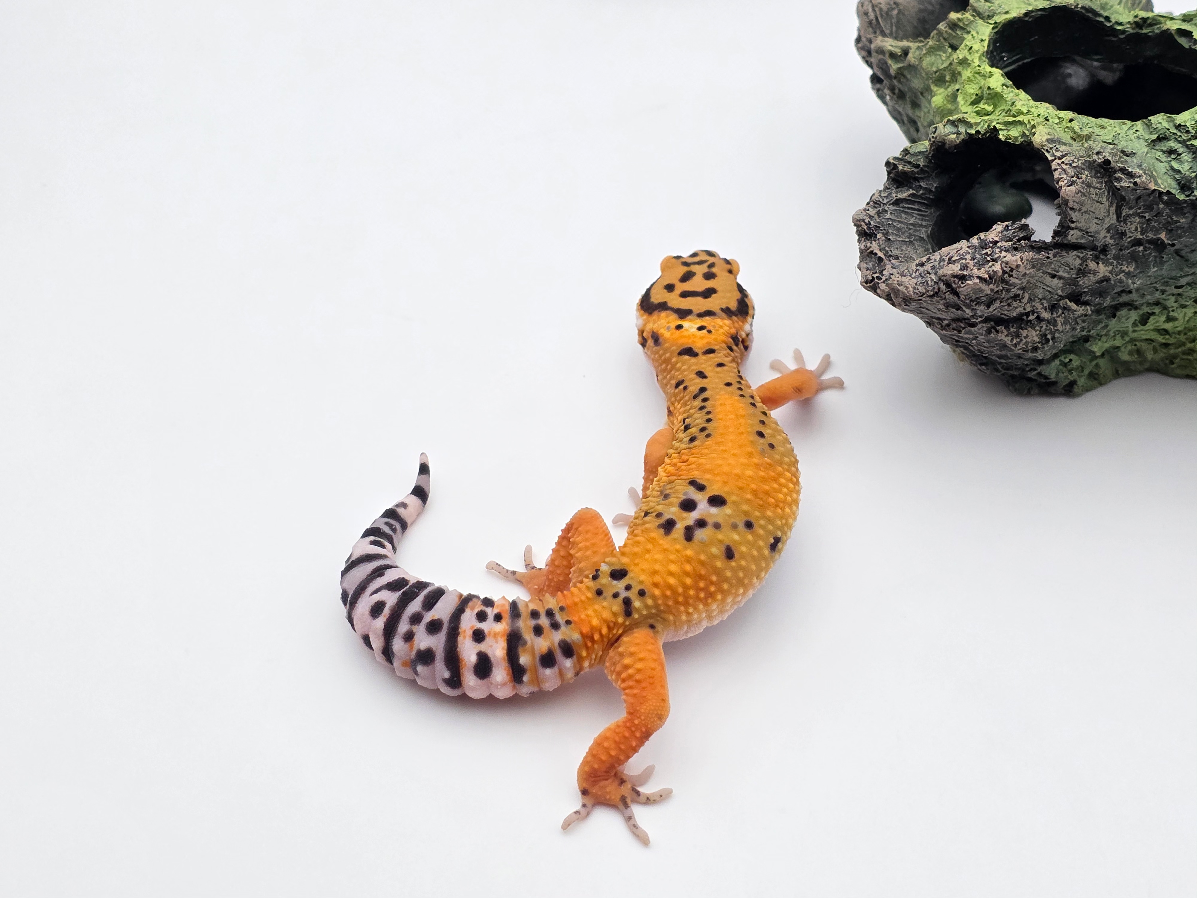 Eublepharis macularius, TSD femelle née en 2025, "Bandit tangerine jungle", Nom/référence : JUNALA