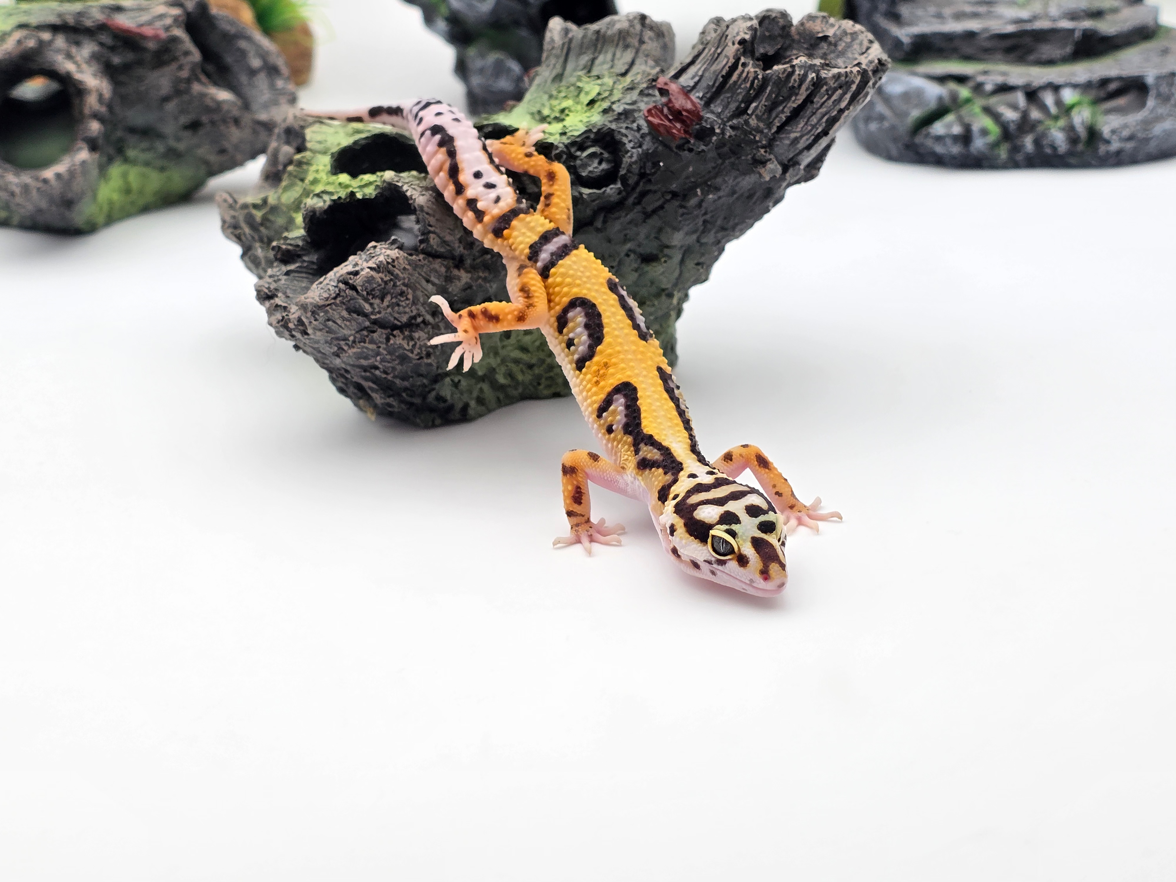 Eublepharis macularius, TSD femelle nÃ©e en 2025, "Bandit bold stripe No het.", Nom/rÃ©fÃ©rence : STARD