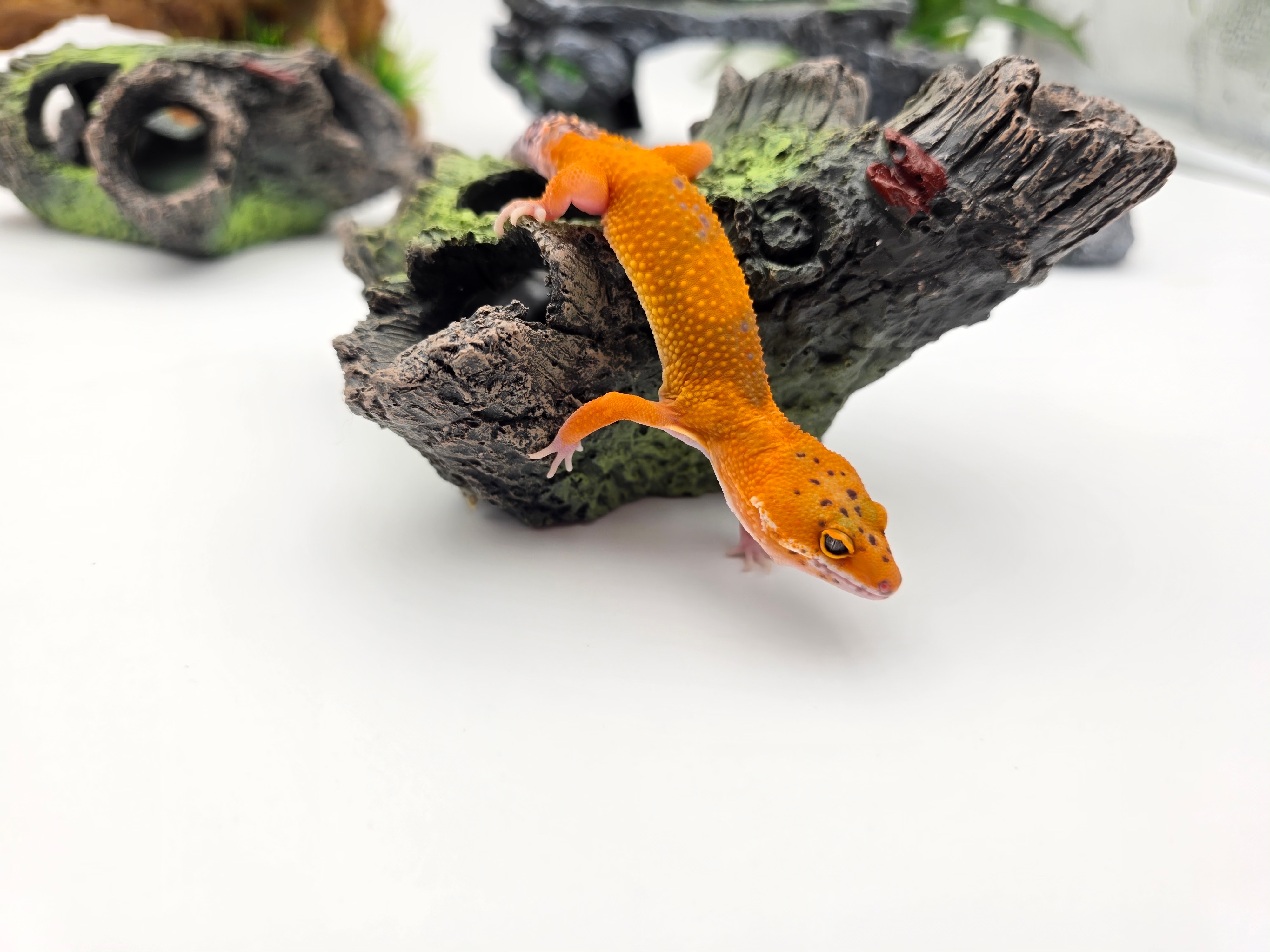 Eublepharis macularius, TSD femelle née en 2025, "Electric tangerine", Nom/référence : COEURE