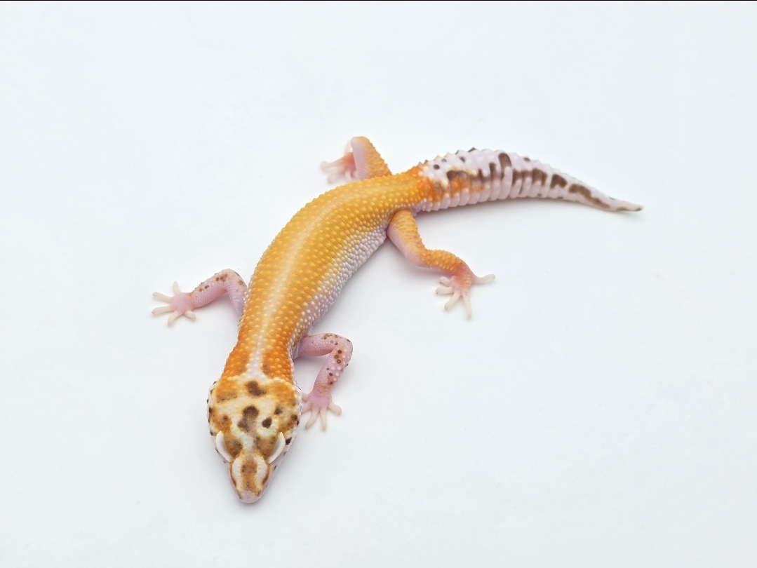 Eublepharis macularius, TSD femelle née en 2025, "Bell reverse stripe w&y 100% het.eclipse", Nom/référence : WANA